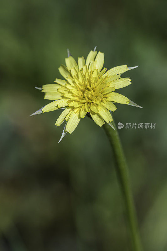 Uropappus lindleyi，通常被称为silverpuffs，是北美向日葵科蒲公英属植物的一个属。菊科。甜面包岭州立公园;加州索诺玛县的马亚卡玛斯山脉。